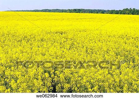 Rapeseed field View Large Photo Image Picture - Rapeseed field. Fotosearch