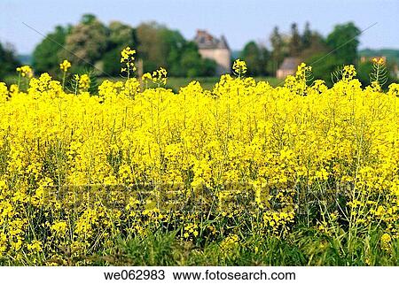 Rapeseed field View Large Photo Image Stock Image - Rapeseed field. Fotosearch