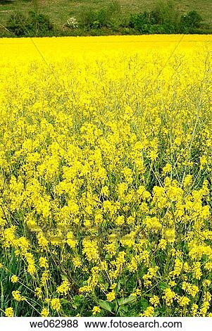 Stock Photo - Rapeseed field. Fotosearch