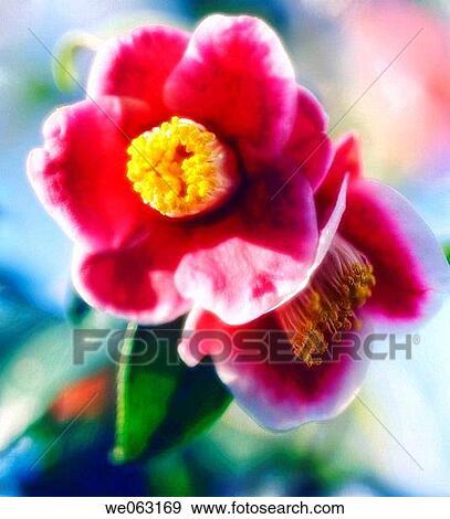 Red Camellia. Camellia sinensis. January 2007, Maryland, USA View Large Photo Image Stock Photo - Red Camellia. Camellia sinensis. January 2007, Maryland, USA. Fotosearch