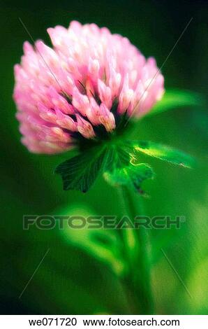 Red Clover. Trifolium pratense L. September 2006, Maryland, USA View Large Photo Image Stock Image - Red Clover. Trifolium pratense L. September 2006, Maryland, USA. Fotosearch