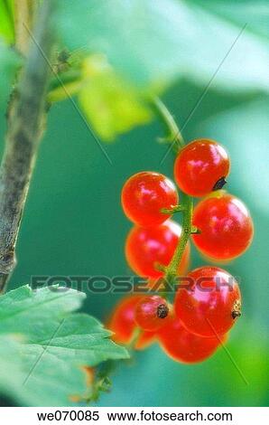 Red Currants. Ribes rubrum. June 2006, Maryland, USA View Large Photo Image Stock Photography - Red Currants. Ribes rubrum. June 2006, Maryland, USA. Fotosearch