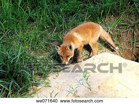 Red Fox ( Vulpes vulpes ) View Large Photo Image Stock Image - Red Fox ( Vulpes vulpes ). Fotosearch