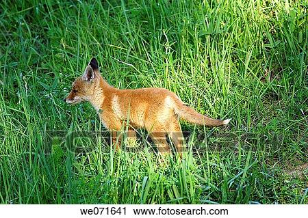 Red Fox ( Vulpes vulpes ) View Large Photo Image Stock Image - Red Fox ( Vulpes vulpes ). Fotosearch