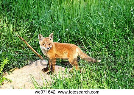 Red Fox ( Vulpes vulpes ) View Large Photo Image Stock Image - Red Fox ( Vulpes vulpes ). Fotosearch