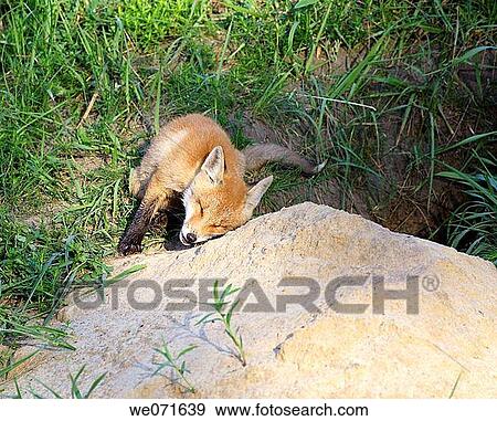 Red Fox ( Vulpes vulpes ) View Large Photo Image Stock Photo - Red Fox ( Vulpes vulpes ). Fotosearch