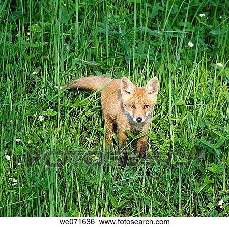 Red Fox ( Vulpes vulpes ) View Large Photo Image Stock Photograph - Red Fox ( Vulpes vulpes ). Fotosearch