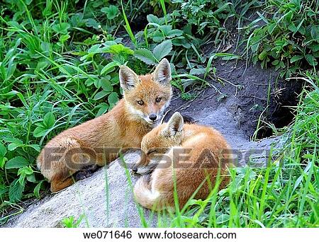 Red Fox ( Vulpes vulpes ) View Large Photo Image Stock Photograph - Red Fox ( Vulpes vulpes ). Fotosearch