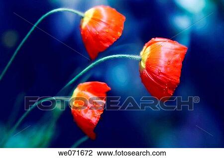 Red Icelandic Poppies. Papaver nudicaule. April 2006, Maryland, USA View Large Photo Image Stock Image - Red Icelandic Poppies. Papaver nudicaule. April 2006, Maryland, USA. Fotosearch