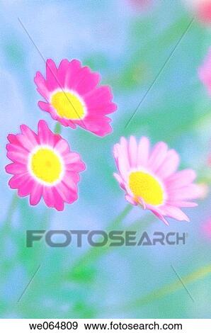 Red Marguerite Daisy. Argyranthemum frutescens, red. May 2006, Maryland, USA View Large Photo Image Stock Photo - Red Marguerite Daisy. Argyranthemum frutescens, red. May 2006, Maryland, USA. Fotosearch