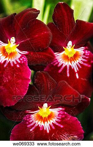 Red Miltoniopsis Orchid Trio. Miltonia hybrid. September 2006, Maryland, USA View Large Photo Image Stock Image - Red Miltoniopsis Orchid Trio. Miltonia hybrid. September 2006, Maryland, USA. Fotosearch