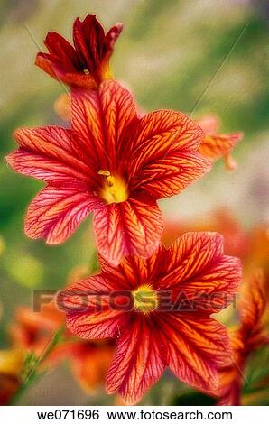 Red Painted Tongue Flowers. Salpiglossis sinuata. May 2007, Maryland, USA View Large Photo Image Stock Photograph - Red Painted Tongue Flowers. Salpiglossis sinuata. May 2007, Maryland, USA. Fotosearch