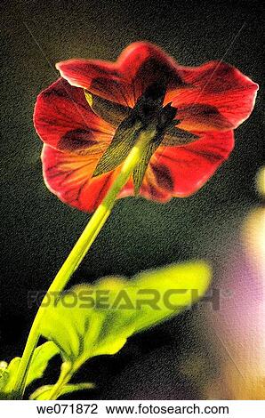Red Pansy Flower. Viola x wittrockiana. April 2007, Maryland, USA View Large Photo Image Stock Image - Red Pansy Flower. Viola x wittrockiana. April 2007, Maryland, USA. Fotosearch