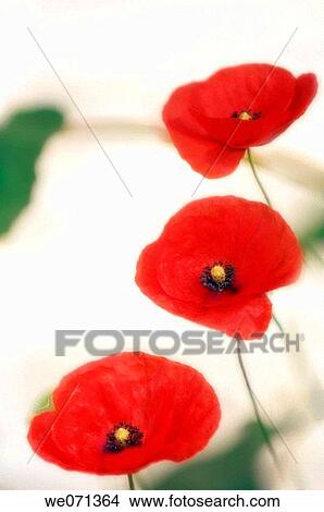 Red Poppies. Papaver rhoeas. June 2006, Maryland, USA View Large Photo Image Picture - Red Poppies. Papaver rhoeas. June 2006, Maryland, USA. Fotosearch