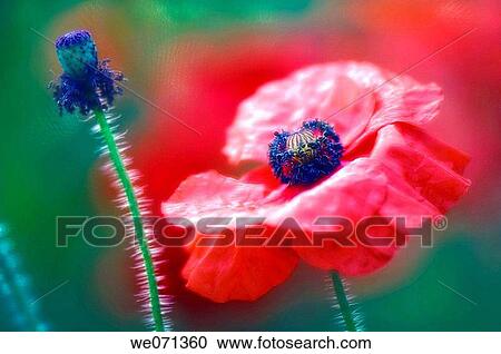 Red Poppies. Papaver rhoeas. June 2006, Maryland, USA View Large Photo Image Stock Image - Red Poppies. Papaver rhoeas. June 2006, Maryland, USA. Fotosearch