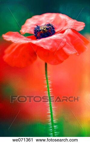 Red Poppies. Papaver rhoeas. June 2006, Maryland, USA View Large Photo Image Stock Image - Red Poppies. Papaver rhoeas. June 2006, Maryland, USA. Fotosearch