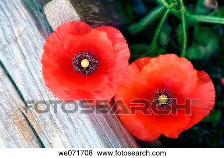 Red Poppies. Papaver rhoeas. May 2007, Maryland, USA View Large Photo Image Stock Photo - Red Poppies. Papaver rhoeas. May 2007, Maryland, USA. Fotosearch