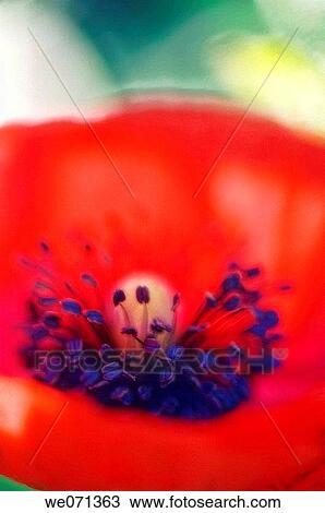 Red Poppy Close-up. Papaver rhoeas. June 2006, Maryland, USA View Large Photo Image Stock Image - Red Poppy Close-up. Papaver rhoeas. June 2006, Maryland, USA. Fotosearch