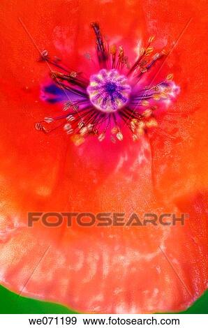 Red Poppy Flower Close-up. Papaver rhoeas. May 2007, Maryland, USA View Large Photo Image Stock Photo - Red Poppy Flower Close-up. Papaver rhoeas. May 2007, Maryland, USA. Fotosearch