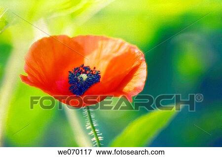 Red Poppy Flower. Papaver rhoeas. June 2006 View Large Photo Image Stock Photo - Red Poppy Flower. Papaver rhoeas. June 2006. Fotosearch