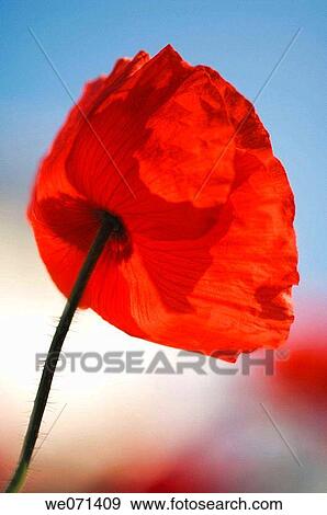 Red Poppy Flower. Papaver rhoeas. May 2007, Maryland, USA View Large Photo Image Stock Photo - Red Poppy Flower. Papaver rhoeas. May 2007, Maryland, USA. Fotosearch