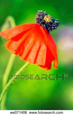 Stock Photograph - Red Poppy Flower. Papaver rhoeas. May 2007, Maryland, USA. Fotosearch