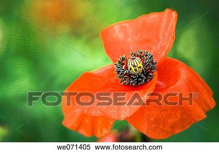Stock Photography - Red Poppy Flower. Papaver rhoeas. May 2007, Maryland, USA. Fotosearch