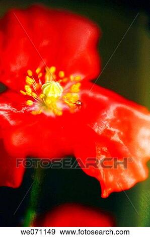 Red Poppy. Papaver rhoeas. June 2006, Maryland, USA View Large Photo Image Stock Photo - Red Poppy. Papaver rhoeas. June 2006, Maryland, USA. Fotosearch
