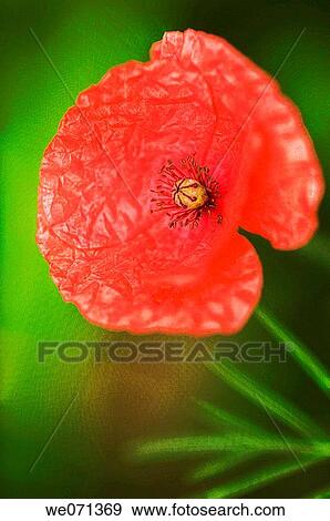 Red Poppy. Papaver rhoeas. June 2006, Maryland, USA View Large Photo Image Stock Photo - Red Poppy. Papaver rhoeas. June 2006, Maryland, USA. Fotosearch