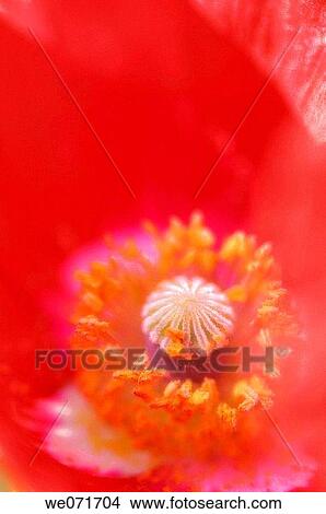 Red Poppy. Papaver rhoeas. May 2007, Maryland, USA View Large Photo Image Picture - Red Poppy. Papaver rhoeas. May 2007, Maryland, USA. Fotosearch