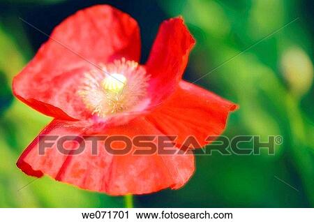 Red Poppy. Papaver rhoeas. May 2007, Maryland, USA View Large Photo Image Stock Image - Red Poppy. Papaver rhoeas. May 2007, Maryland, USA. Fotosearch