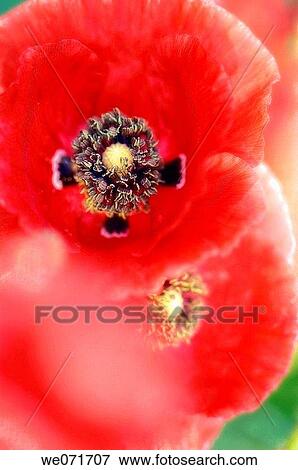 Red Poppy. Papaver rhoeas. May 2007, Maryland, USA View Large Photo Image Stock Photo - Red Poppy. Papaver rhoeas. May 2007, Maryland, USA. Fotosearch