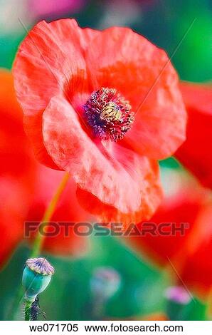 Red Poppy. Papaver rhoeas. May 2007, Maryland, USA View Large Photo Image Stock Photography - Red Poppy. Papaver rhoeas. May 2007, Maryland, USA. Fotosearch