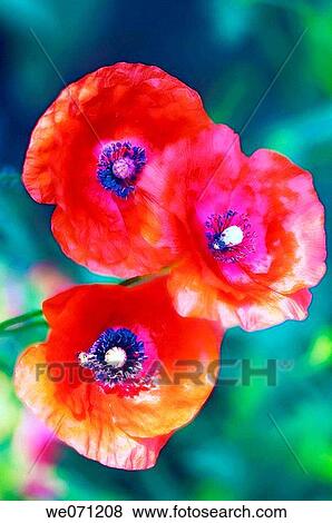 Red Poppy Trio. Papaver rhoeas. June 2005, Maryland, USA View Large Photo Image Stock Photo - Red Poppy Trio. Papaver rhoeas. June 2005, Maryland, USA. Fotosearch