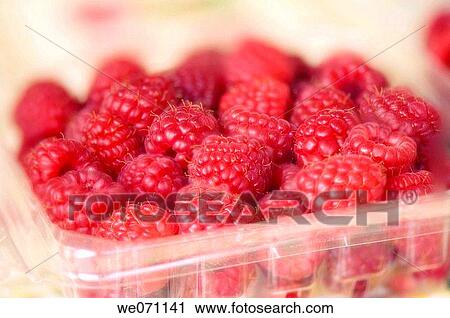 Red Raspberries. Rubus idaeus. January 2007, Maryland, USA View Large Photo Image Stock Image - Red Raspberries. Rubus idaeus. January 2007, Maryland, USA. Fotosearch