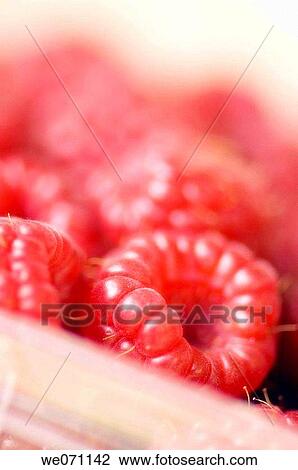 Red Raspberries. Rubus idaeus. January 2007, Maryland, USA View Large Photo Image Stock Image - Red Raspberries. Rubus idaeus. January 2007, Maryland, USA. Fotosearch