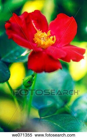 Stock Photography - Red Rose. Rosa hybrid. July 2006, Maryland, USA. Fotosearch
