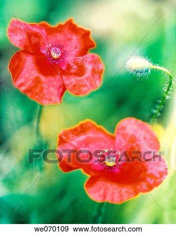 Stock Photo - Red Shirley Poppy Duo and a Bud. Papaver rhoeas. June 2006. Fotosearch