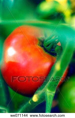 Red Tomato. Solanum lycopersicon. July 2005, Maryland, USA View Large Photo Image Picture - Red Tomato. Solanum lycopersicon. July 2005, Maryland, USA. Fotosearch