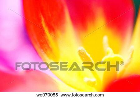 Red Tulip Close-up. Tulipa hybrid. April 2007, Maryland, USA View Large Photo Image Stock Photography - Red Tulip Close-up. Tulipa hybrid. April 2007, Maryland, USA. Fotosearch