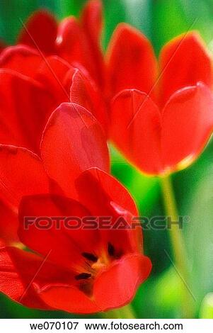 Red Tulips. Tulipa hybrid. April 2006 View Large Photo Image Stock Photo - Red Tulips. Tulipa hybrid. April 2006. Fotosearch