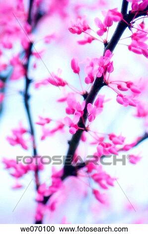 Redbud Blossom. Cercis canadensis. March 2007, Maryland, USA View Large Photo Image Stock Image - Redbud Blossom. Cercis canadensis. March 2007, Maryland, USA. Fotosearch