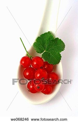 Redcurrants (Ribes rubrum) View Large Photo Image Stock Photograph - Redcurrants (Ribes rubrum). Fotosearch