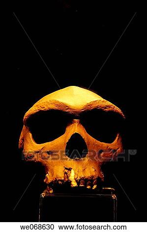 Replica of cranium from Atapuerca (Burgos, Castilla-Leon, Spain) archaeological site View Large Photo Image Stock Image - Replica of cranium from Atapuerca (Burgos, Castilla-Leon, Spain) archaeological site. Fotosearch