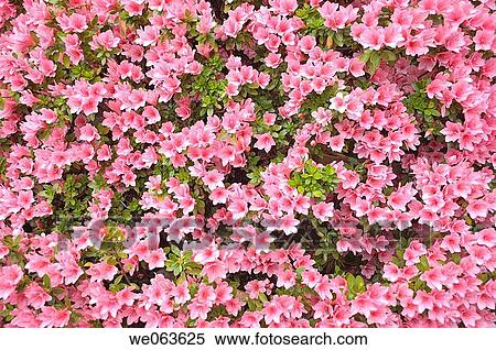 Rhododendron at Crystal Springs Rhododendron Garden - Portland, Oregon, USA View Large Photo Image Stock Photography - Rhododendron at Crystal Springs Rhododendron Garden - Portland, Oregon, USA. Fotosearch