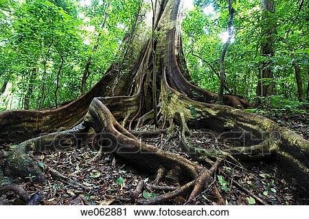 Rincon de la Vieja National Park, Guanacaste, Costa Rica View Large Photo Image Stock Image - Rincon de la Vieja National Park, Guanacaste, Costa Rica. Fotosearch
