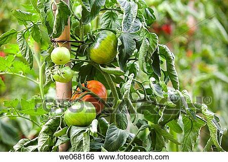 Ripening tomatoes on branch View Large Photo Image Stock Photograph - Ripening tomatoes on branch. Fotosearch