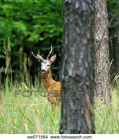 Roe Deer ( Capreolus capreolus ) View Large Photo Image Picture - Roe Deer ( Capreolus capreolus ). Fotosearch