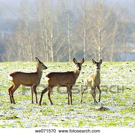 Roe Deer ( Capreolus capreolus ) View Large Photo Image Stock Image - Roe Deer ( Capreolus capreolus ). Fotosearch