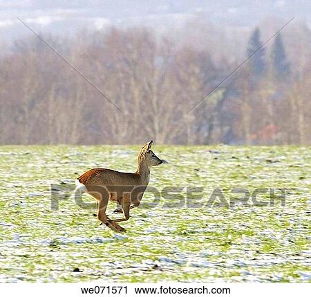 Roe Deer ( Capreolus capreolus ) View Large Photo Image Stock Image - Roe Deer ( Capreolus capreolus ). Fotosearch